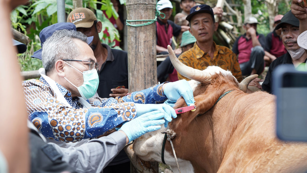 DIPERCEPAT: Suasana vaksinasi di Kelompok Ternak Empat Lima Depok Parangtritis, Kretek dan Kick Off Pengendalian dan Penanggulangan PMK Nasional Tahun 2023 Sabtu (28/1). (DOKUMENTASI HUMAS PEMKAB BANTUL)