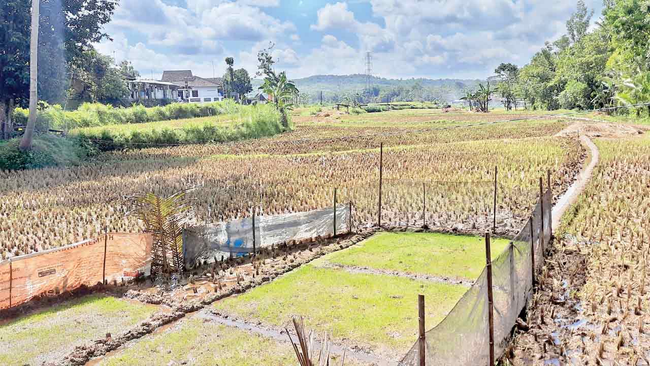 PERSIAPAN TANAM: Hamparan benih padi milik petani di wilayah Kalurahan Bunder, Kapanewon Patuk terlihat mulai tumbuh kemarin (19/2). Agar hasil produksi di tengah musim kemarau meningkat, petani diimbau menanam padi umur pendek. (GUNAWAN/RADAR JOGJA)