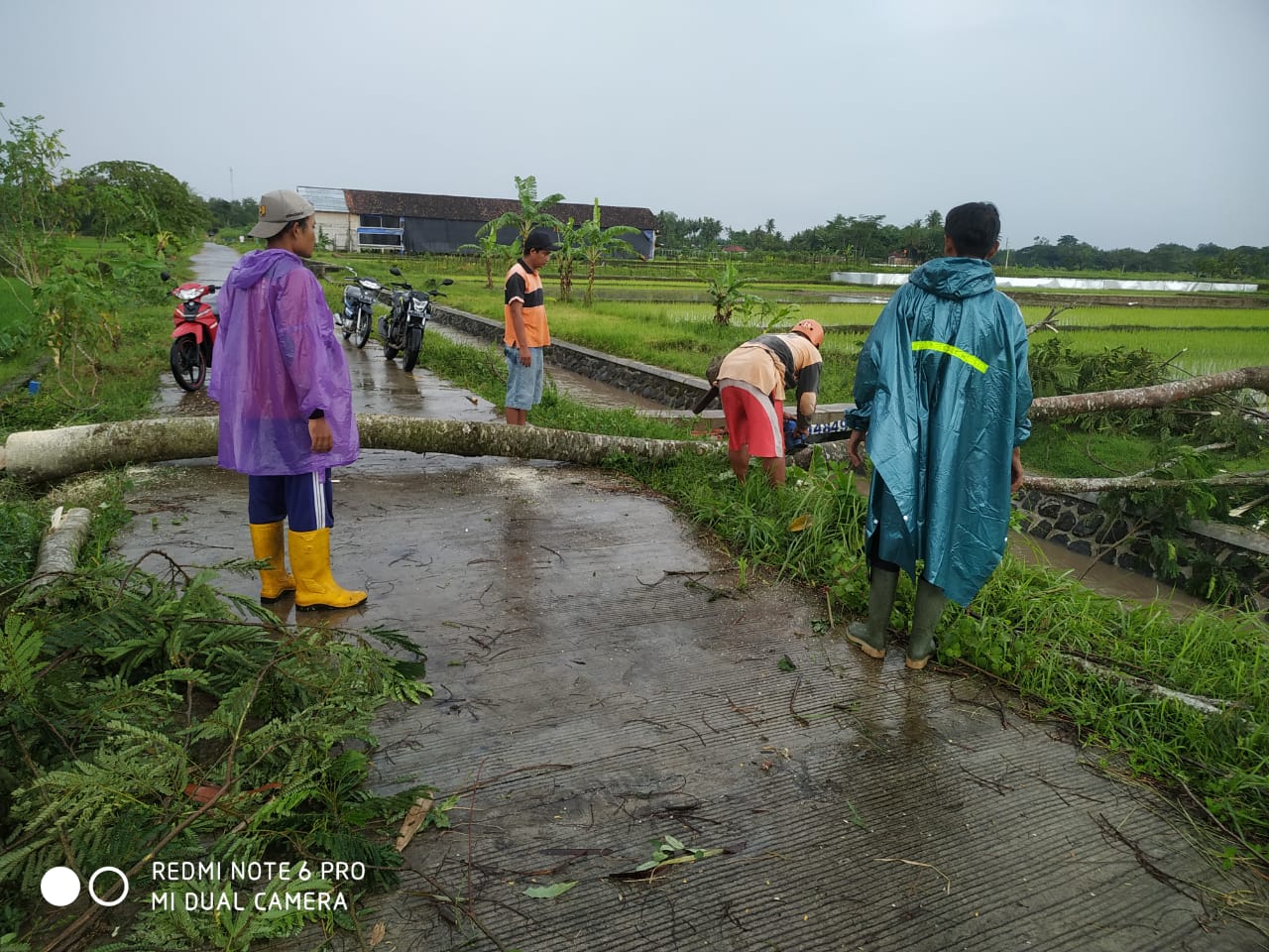 EVAKUASI : Warga Kapanewon Minggir gotong royong membersihkan pohon yang roboh dan menutup jalan di Kapanewon Minggir, Jumat sore (17/2). (BPBD SLEMAN for RADAR JOGJA)