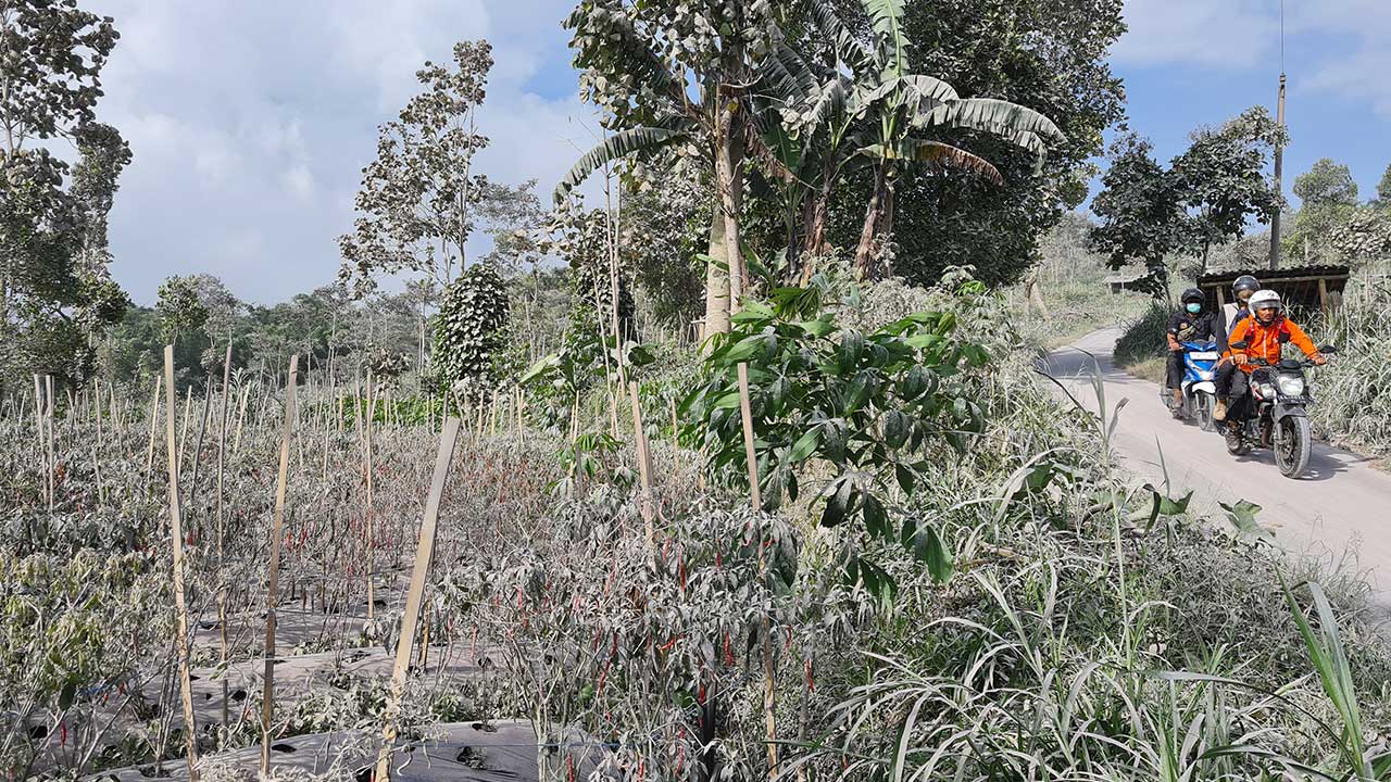 TURUNKAN KUALITAS: Sebagian besar lahan pertanian milik warga di Desa Krinjing, Kecamatan Dukun, Kabupaten Magelang tertutup abu vulkanik akibat erupsi Gunung Merapi. Akibatnya, terjadi penurunan kualitas hasil pertanian.(NAILA NIHAYAH/RADAR JOGJA)
