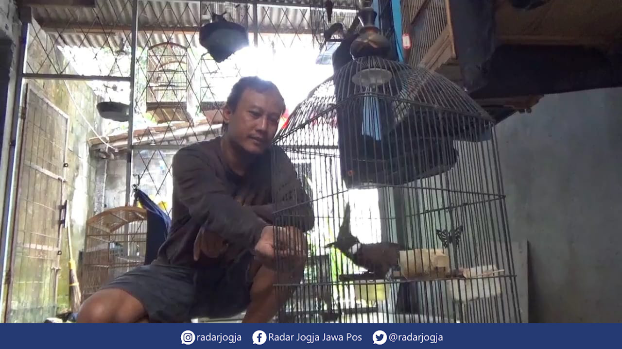 LATIHAN : Jogja Bird Mastering menyediakan jasa pelatihan kicau Burung Murai. (ANNISSA KARIN/RADAR JOGJA)