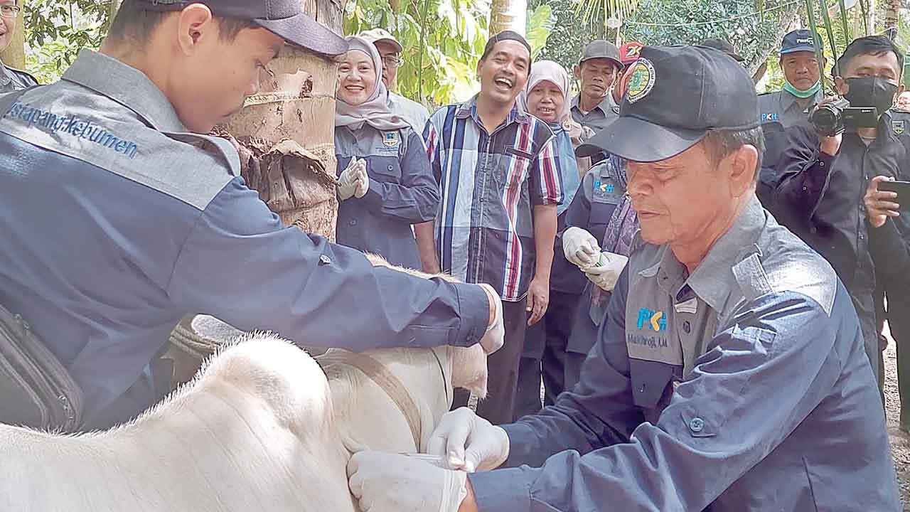 SIGAP : Pemkab Kebumen langsung menggelar vaksin LSD secara massal usai mendapat bantuan dari pemerintah pusat. PROKOPIM KEBUMEN UNTUK RADAR KEBUMEN