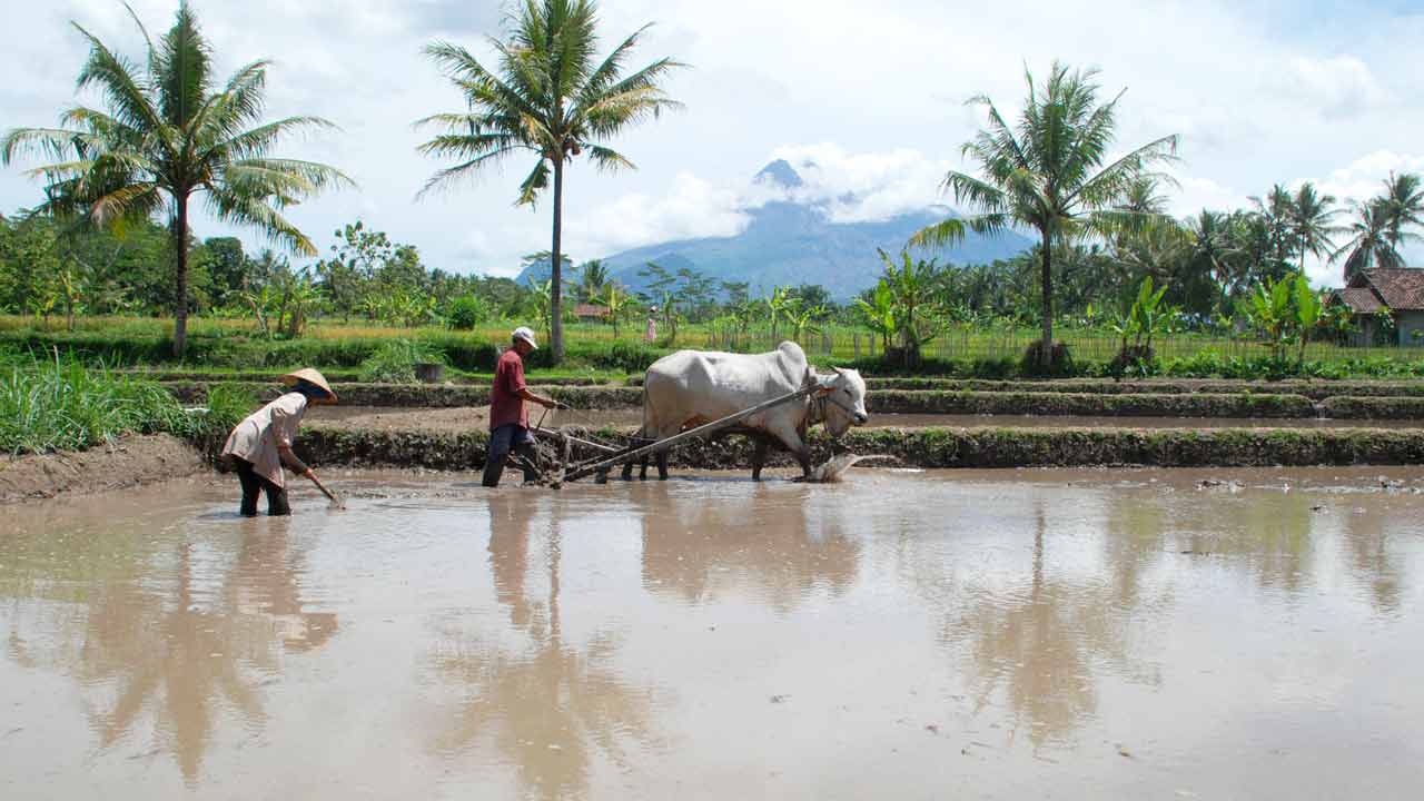 TRADIIONAL: Seorang petani membajak sawah menggunakan tenaga sapi di kawasan Pakem, Sleman, DIJ, Senin (11/9). Membajak sawah dengan memanfaatkan tenaga sapi masih banyak dilakukan para petani, karena lebih murah dibandingkan traktor serta lebih ramah lin