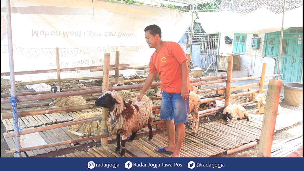 SIAP : Salah satu pedagang hewan ternak bersiap menyambut Idul Adha. (ANNISSA KARIN/RADAR JOGJA)