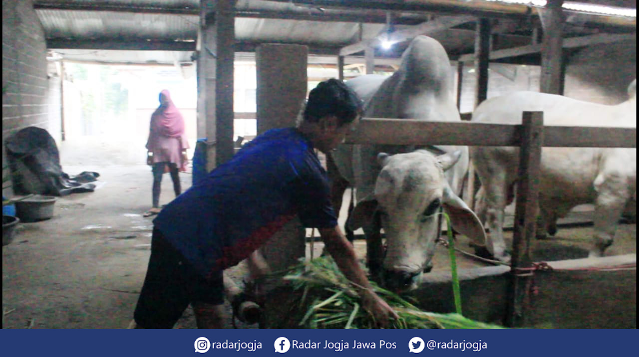 KEMARIN : Tahun 2022 sapi milik Siti Kusmiyatun warga Cangkringan, Sleman terpilih menjadi hewan kurban Jokowi. (DOKUMENTASI ANNISSA KARIN/RADAR JOGJA)