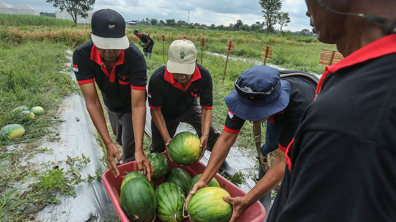 PERDANA: Petani memanen semangka di Kalurahan Surokerten, Selomartani, Kalasan (6/6). BPS Sleman mencatat kebutuhan konsumsi semangka masyarakat Sleman 4 ribu ton per tahun.(ELANG KHARISMA DEWANGGA/RARAD JOGJA )