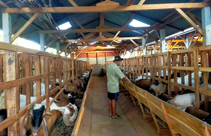 UNGGULAN: Sektor peternakan kambing menjadi salah satu potensi Desa Krosok. (Foto : PEMDES KROSOK UNTUK RATU)