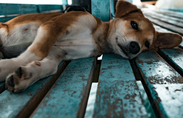 TAMPILAN : Seekor anjing yang terlihat lemas.