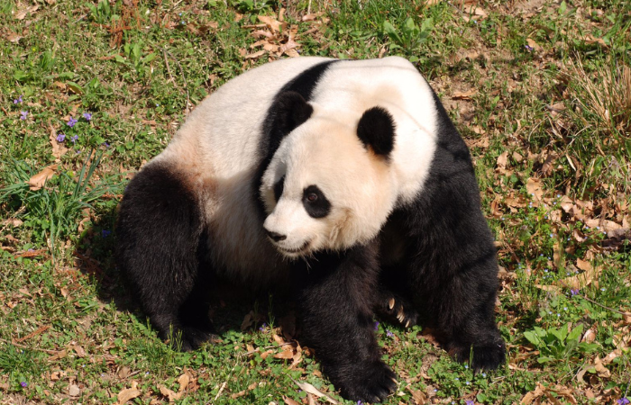 TAMPILAN : Panda yang terlihat menggemaskan