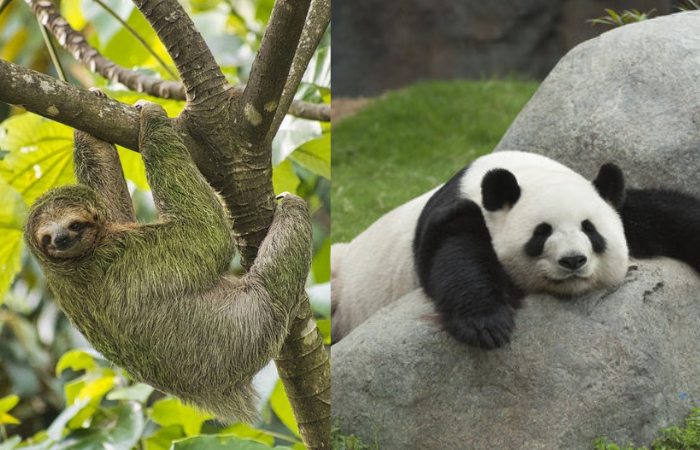 TAMPILAN : Hewan mageran di dunia, yakni Kungkang (kiri) dan Panda (kanan)