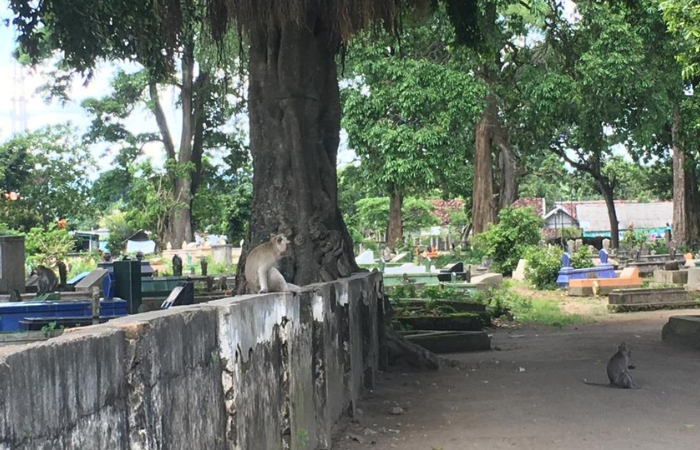 Kera-kera berkeliaran di area makam Ngujang, Kedungwaru.