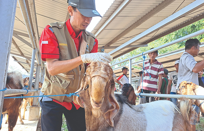 MAN:  Dokter hewan  memeriksa  kambing yang  dijual di pasar  hewan terpadu  (PHT) untuk  persiapan  kurban pada  Hari Raya Idul  Adha. (FAJAR ALI/RADAR TULUNGAGUNG).
