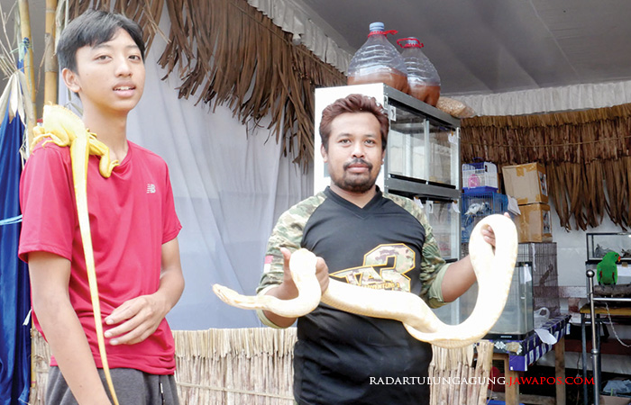 BERANI: Anggota komunitas pecinta reptil menunjukkan ular piton saat pameran di Bazar Blitar Djadoel, Rabu (21/6) lalu.