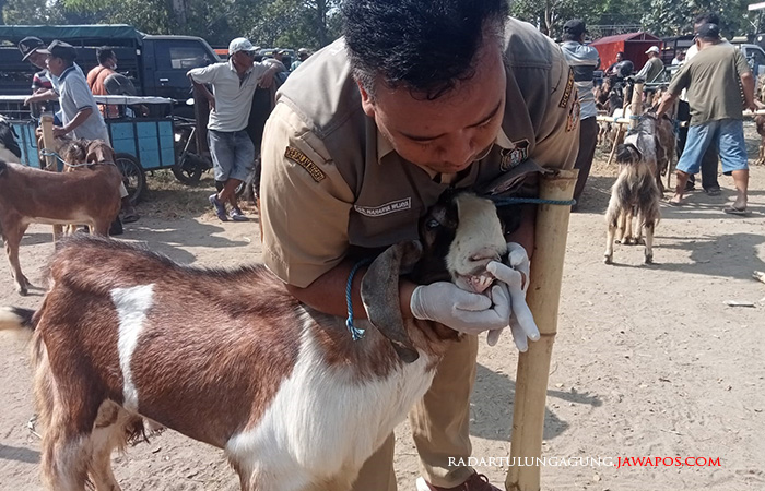 ANTISIPASI: Petugas keswan DKPP Kota Blitar memeriksa kambing yang dijual di Pasar Hewan Dimoro, kemarin (26/6).