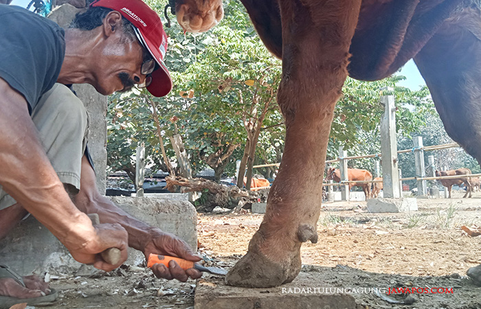 RAMAI: Penyedia jasa salon sapi ramai dikunjungi para peternak sapi.