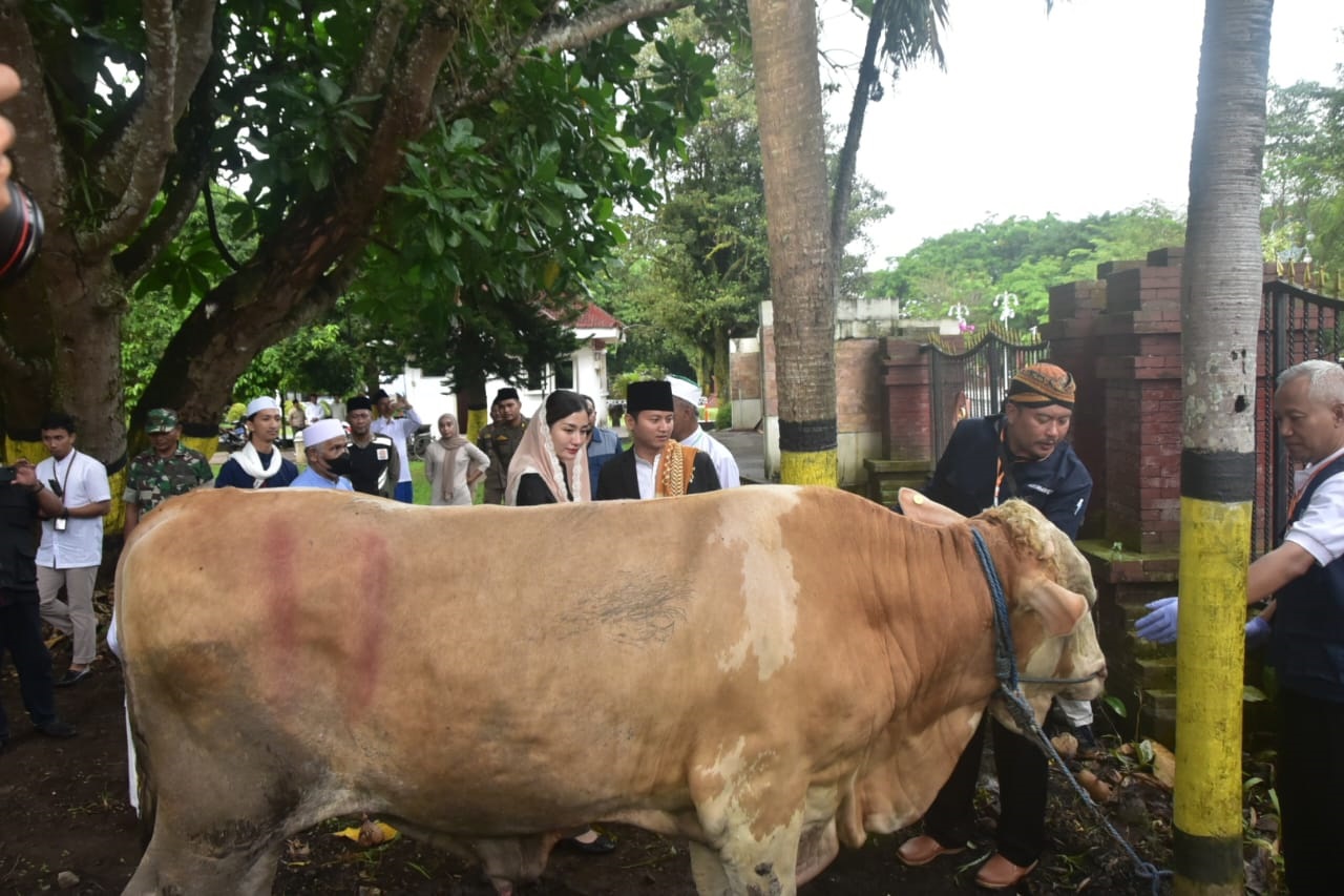 JANGAN ASAL : Sapi yang akan di kurbankan dan dagingnya nanti harus di antara ke warga tak mampu