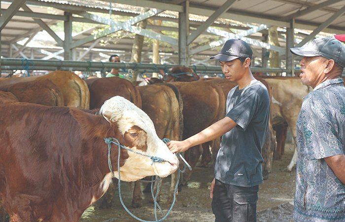 SIAP DIKURBANKAN: Pedagang di Pasar Hewan Terpadu, Desa Sumberdadi, Kecamatan Sumbergempol, saat menjual sapi miliknya untuk dijadikan kurban.
