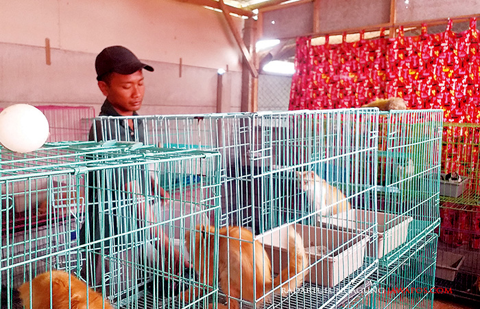 TELATEN: Nur Imam Jazuli sedang memberi makan kucing-kucing terlantar di rumah singgah milik Bunda Muizza, kemarin (27/6).