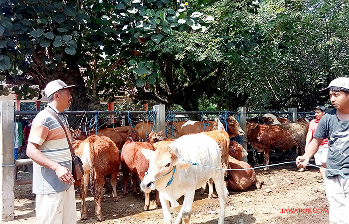 LARIS MANIS: Pedagang sedang menuntun hewan dagangannya di Pasar Dimoro.