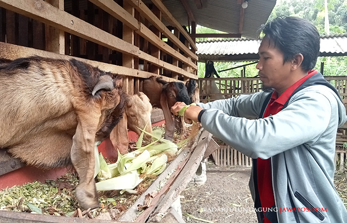 MAHAL: Imam Mahbub sedang memberi pakan ternaknya di kandang belakang rumah kemarin (28/6).