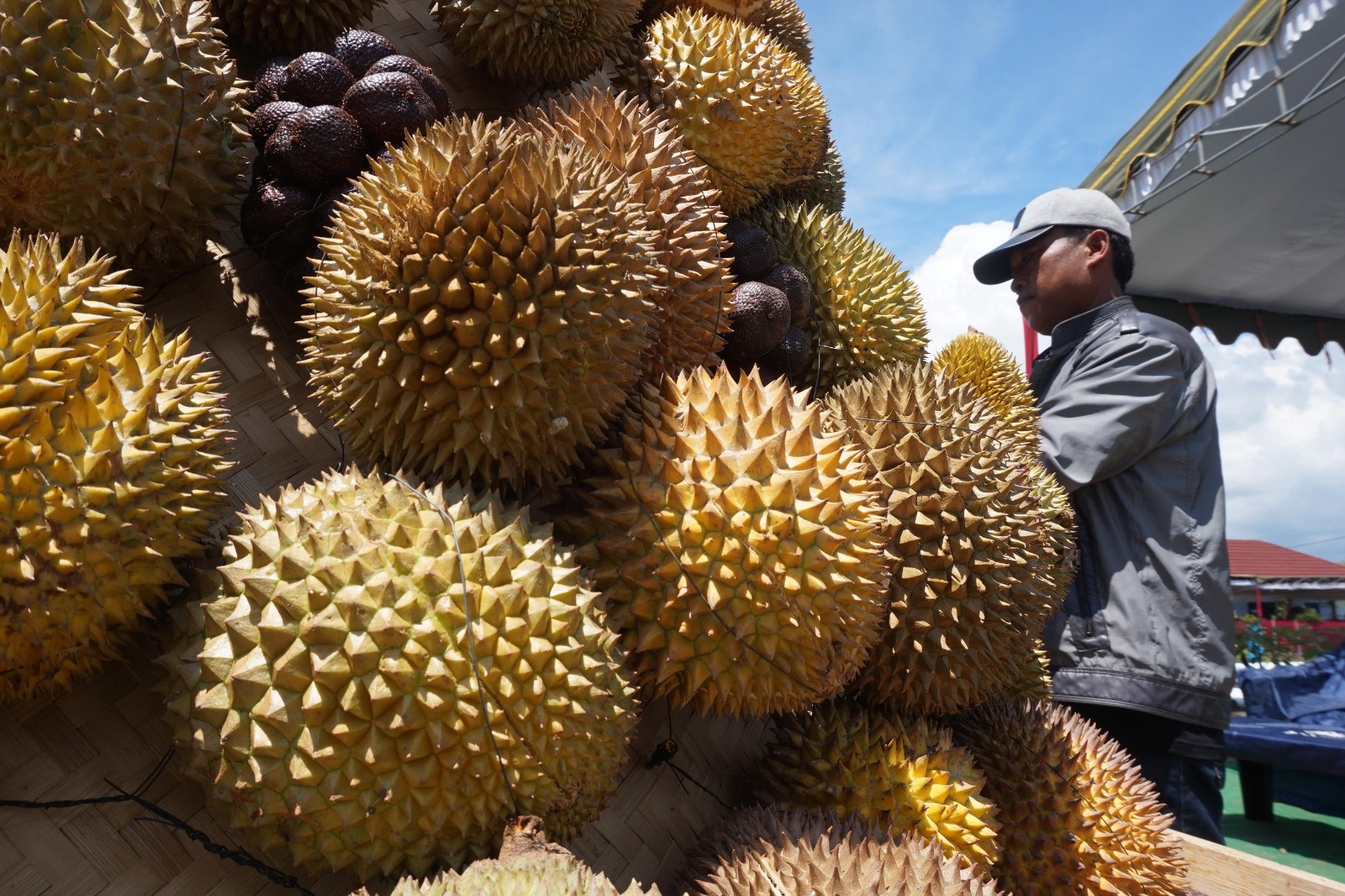 TELITI DULU : Durian yang ada di Trenggalek siap untuk dijual.