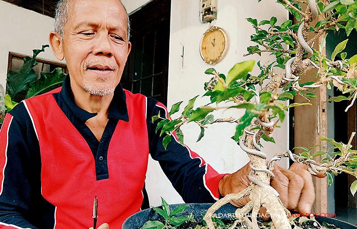 CEKATAN: Hariyanto sedang merawat tanaman bonsai miliknya. Ranting bonsai harus sering dirapikan agar tetap indah.