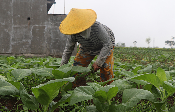 RUTINITAS: Sumiatin membersihkan rumput liar di lahan tembakau miliknya di Desa Kendalbulur, Kecamatan Boyolangu, kemarin (5/7).