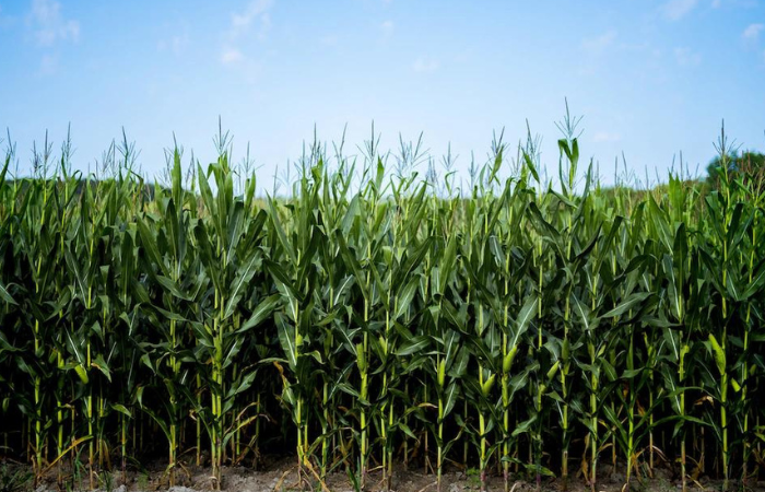 TANAMAN JAGUNG: Cocok dibudidaya saat musim kemarau.