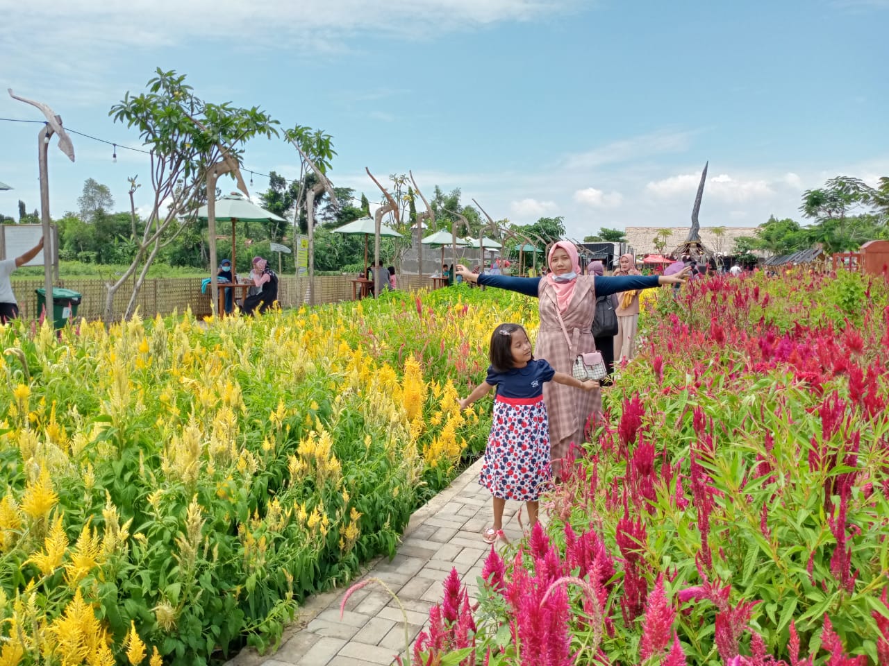 Taman Bunga Celosia di Nangkula Park aka Taman Keris.