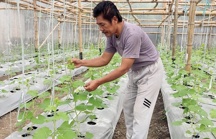 ISI WAKTU LUANG: Yitno saat merawat pohon melon yang dibudidayakannya.