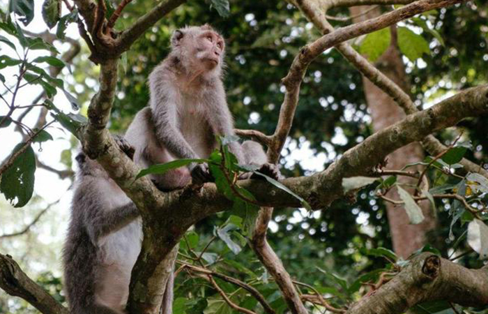 Ilustrasi kera ekor panjang