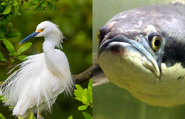 ILUSTRASI: Burung Kuntul dan Ikan Kuthuk menjadi salah satu hewan di Tulungagung masih eksis namun hampir punah.