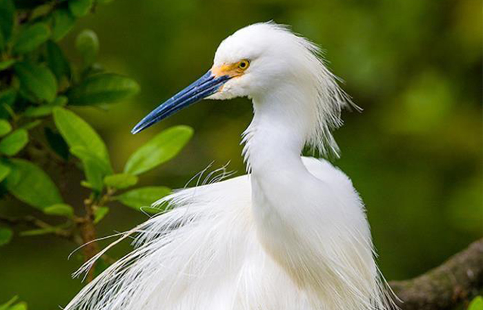 Ilustrasi Burung Kuntul