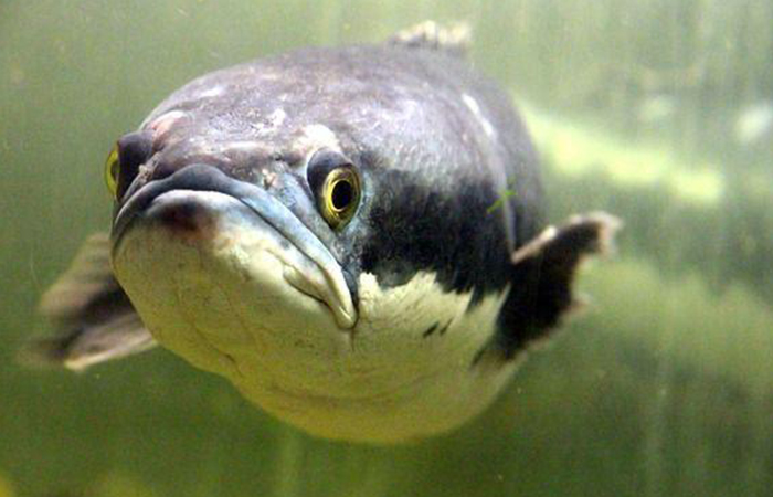 Ilustrasi Ikan Kuthuk