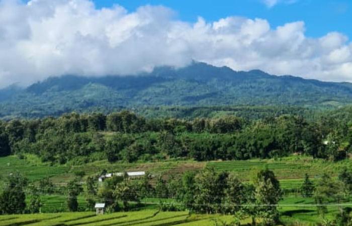 WILIS: Salah satu gunung di Jawa Timur yang memiliki misteri.