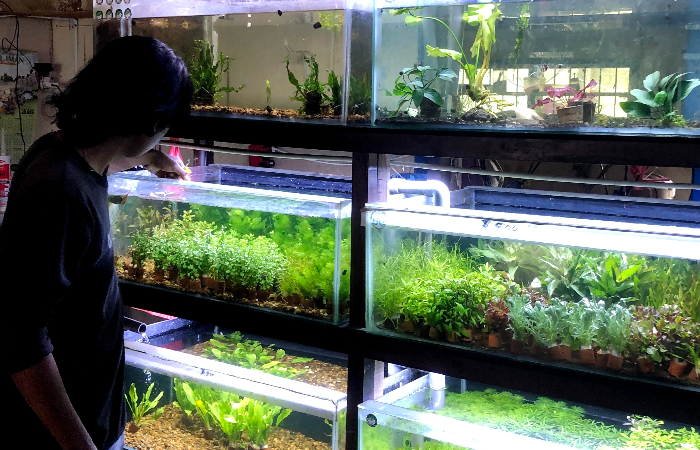 SEJUK: Menata taman di dalam akuarium menjadi  salah satu kunci indahnya aquascape.