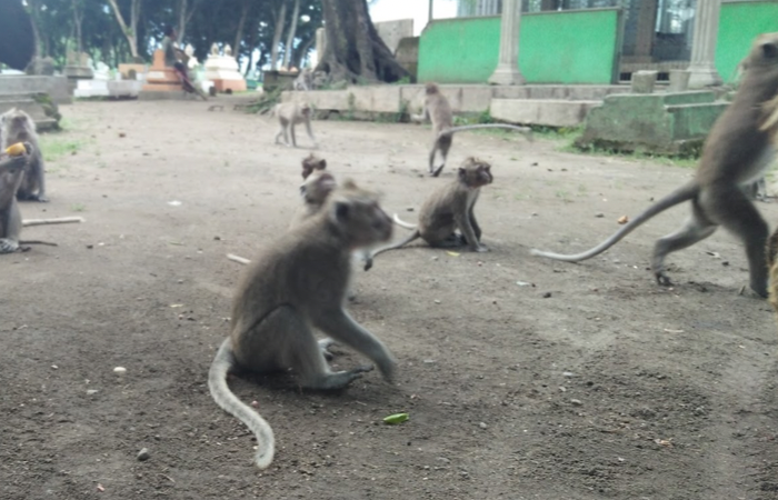 MITOS: Monyet Ngujang jumlahnya tak berkurang meski ada yang lahir dan mati.
