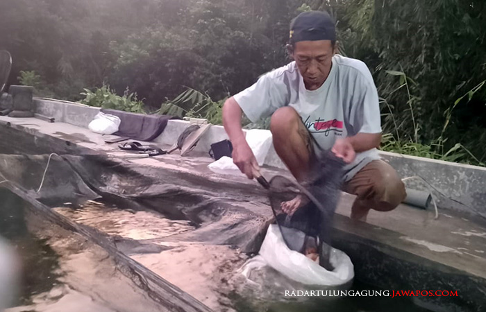 TELATEN: Pembudi daya ikan hias di Kecamatan Nglegok melakukan perawatan ikan di kolam miliknya.