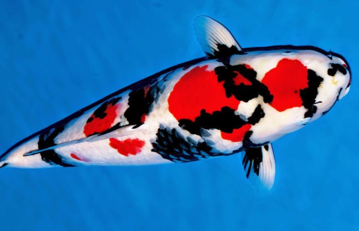 Penampakan ikan koi jenis Black Dragon