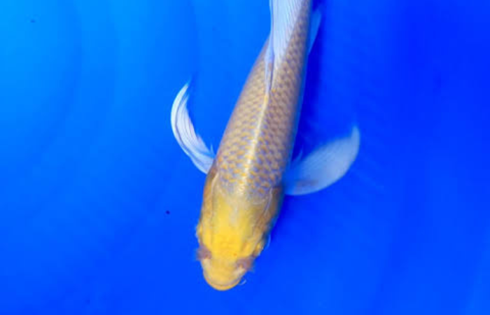 Penampakan ikan koi jenis Ogon