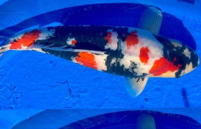 Penampakan ikan koi jenis Showa
