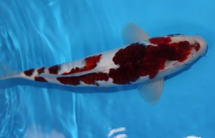 Penampakan ikan koi jenis Goromo