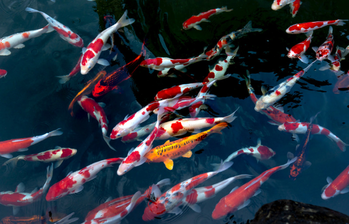 Ikan Hias Koi