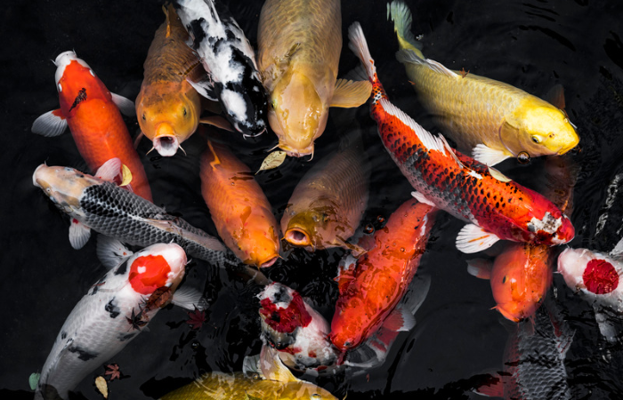 Ilustrasi Ikan Koi