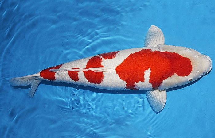 Penampakan ikan koi jenis Kohaku