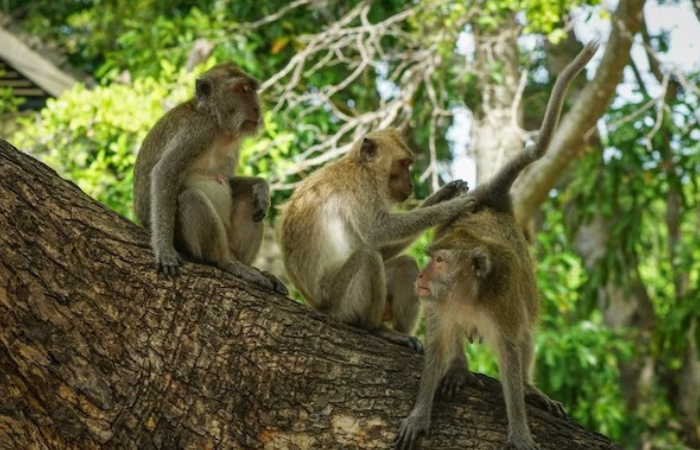 MONYET: Terlihat monyet yang sedang nongkrong di pepohonan.