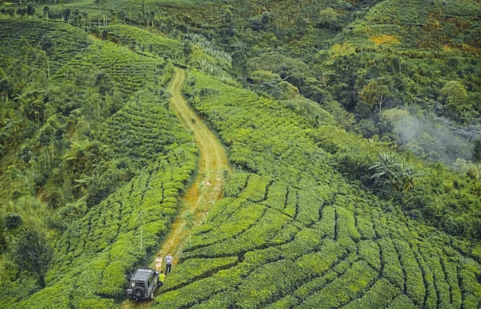 ALAMI: Hamparan kebun teh Sirah Kencong yang dilihat dari atas.
