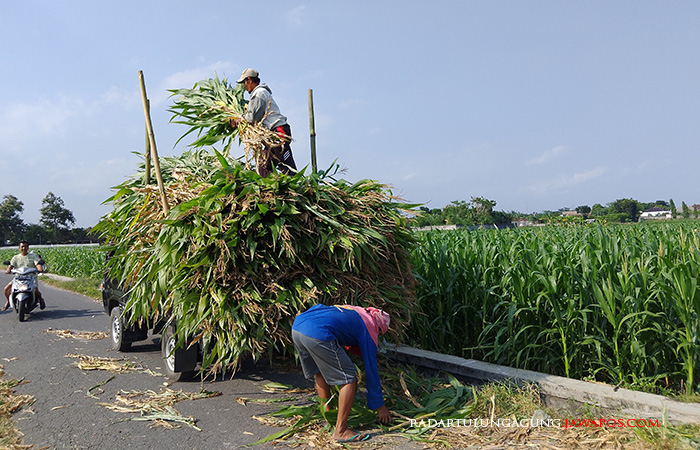 AWAS: Petani di Kota Blitar memanen jagung hasil pertanian, kemarin (15/8).