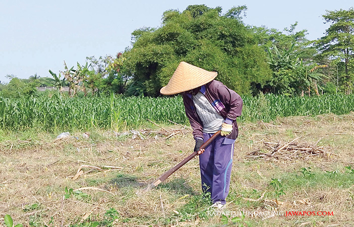 SIAGA: Petani mengolah lahan sawahnya miliknya di tengah kemarau panjang. Kota Blitar masuk status siaga kekeringan meteorologis.