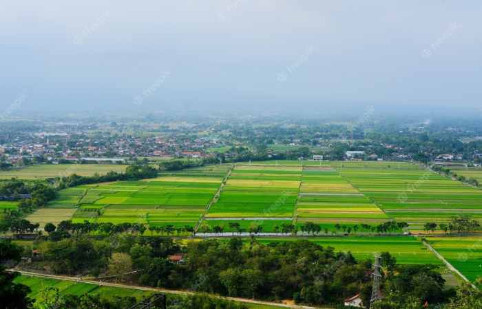 ILUSTRASI: Hamparan sawah di pedesaan.